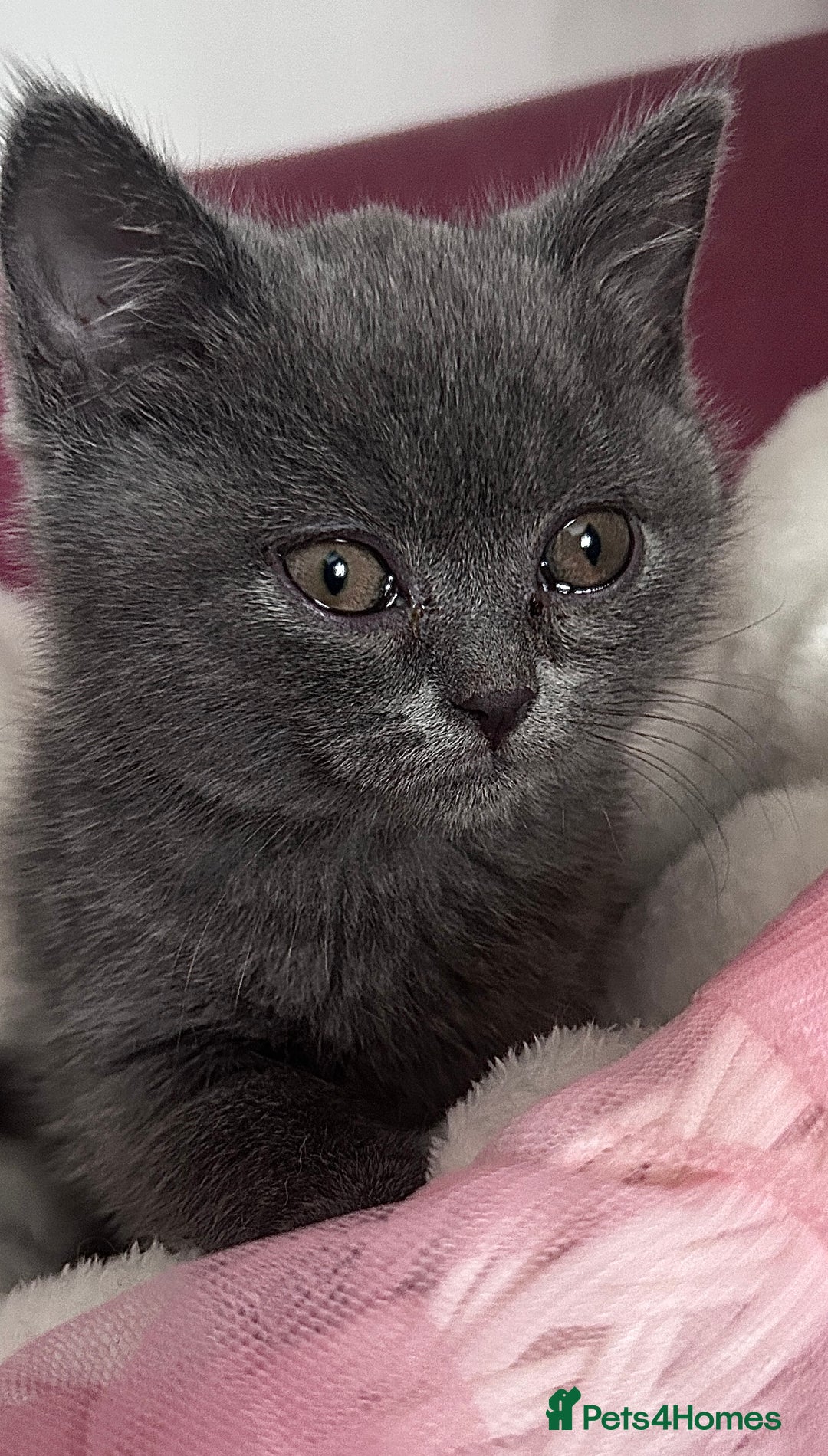 British Shorthair cats for sale: 🐾 Blue British Shorthair Kittens  🐾 - Image 12