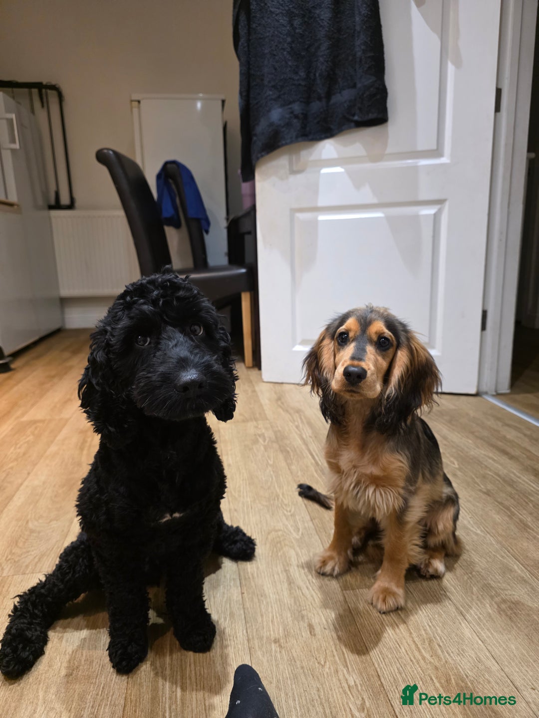 Cockapoo dogs for sale: Cockapoo+Show Cocker for REHOME - Advert 1