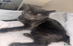 British Shorthair cats for sale: Male Blue grey bsh cat  - Image 8