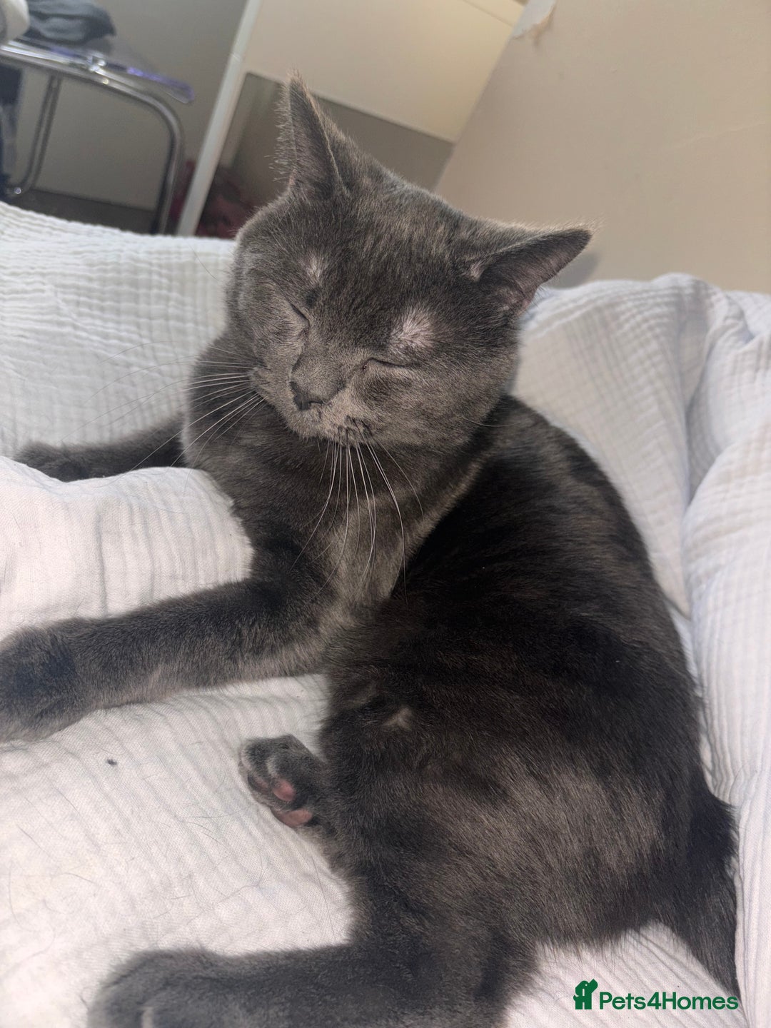 British Shorthair cats for sale: Male Blue grey bsh cat  - Image 8