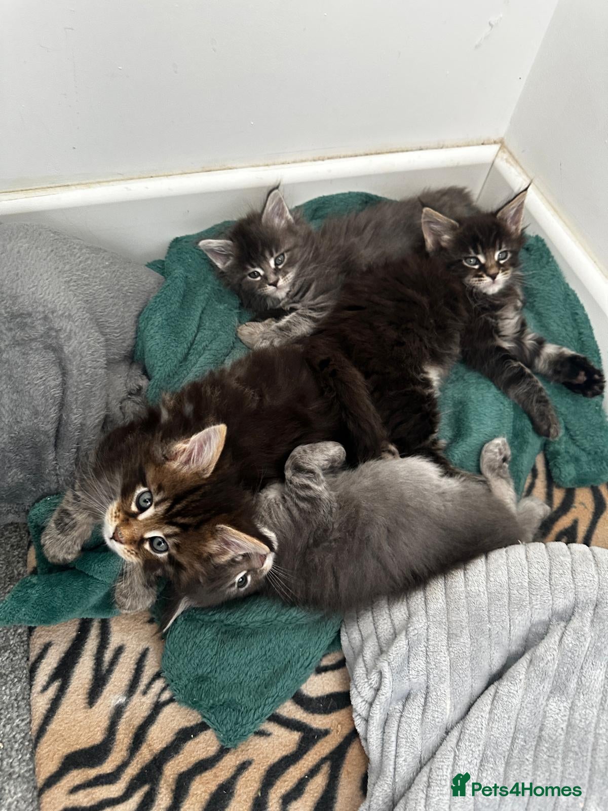 Maine Coon cats Beautiful Mainecoon kittens - Advert 2
