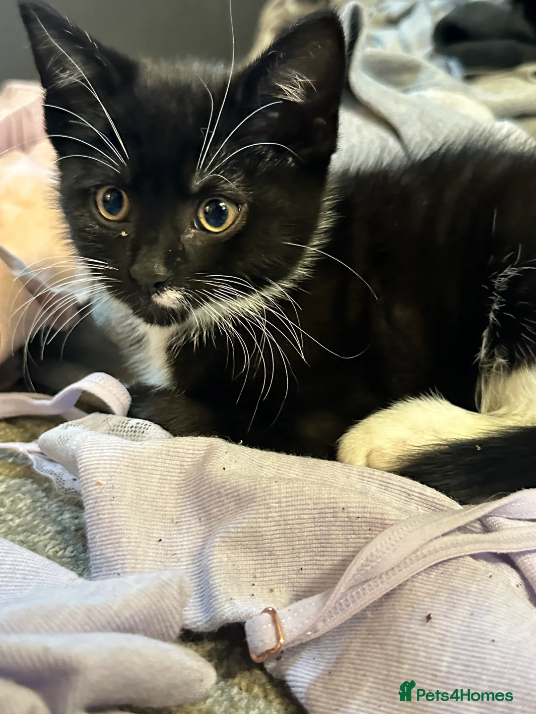 British Shorthair cats for sale: Kittens ready to home in Croydon - Advert 5