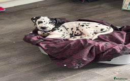 Dalmatian dogs for sale: Dalmatian puppy for sale 5 months  - Image 7