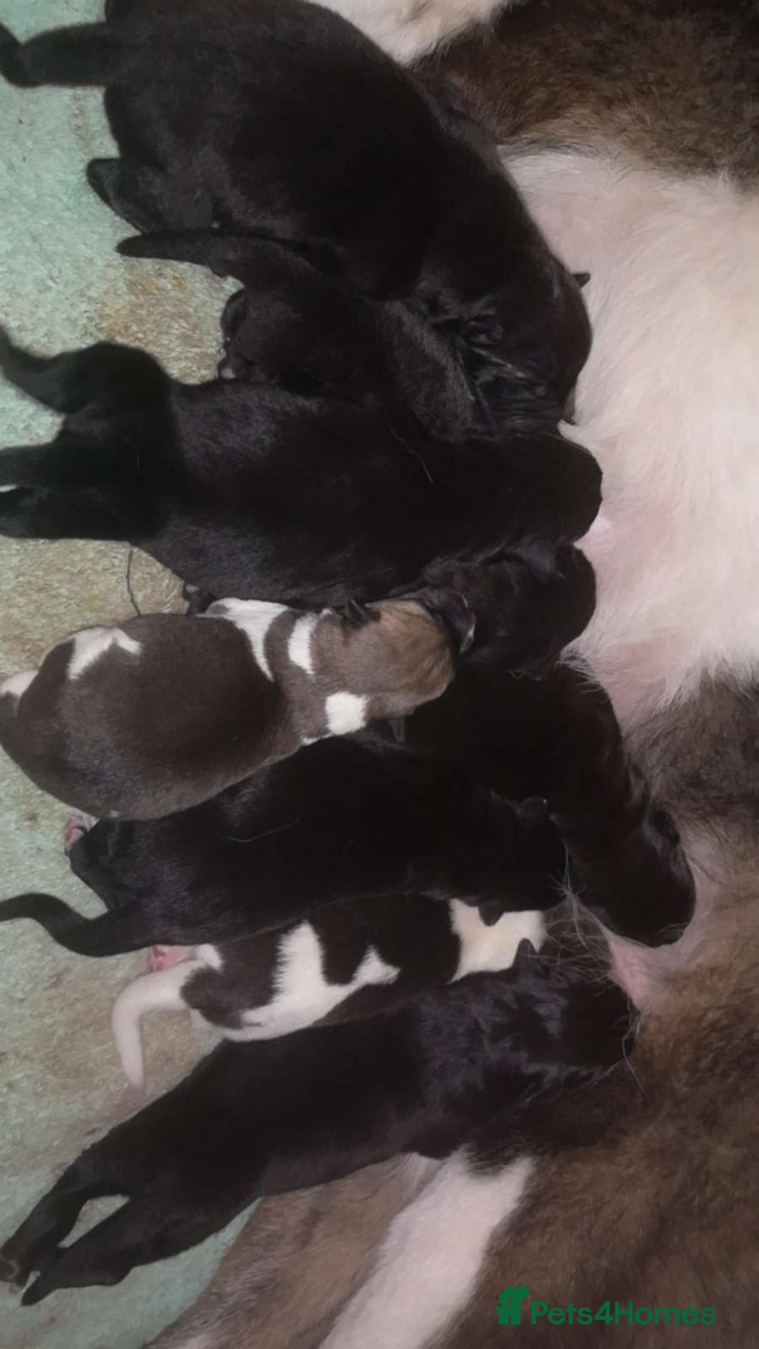 Mixed Breed dogs for sale: 6 beautiful babies for sale ready feb  - Advert 3