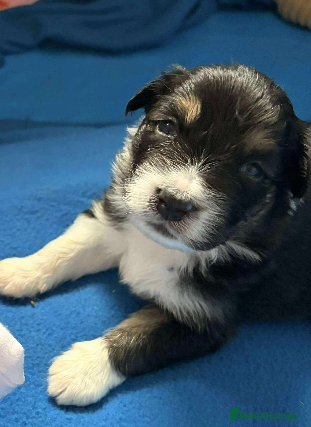 Australian Shepherd dogs for sale: Australian Shepherd litter Devon - Advert 5