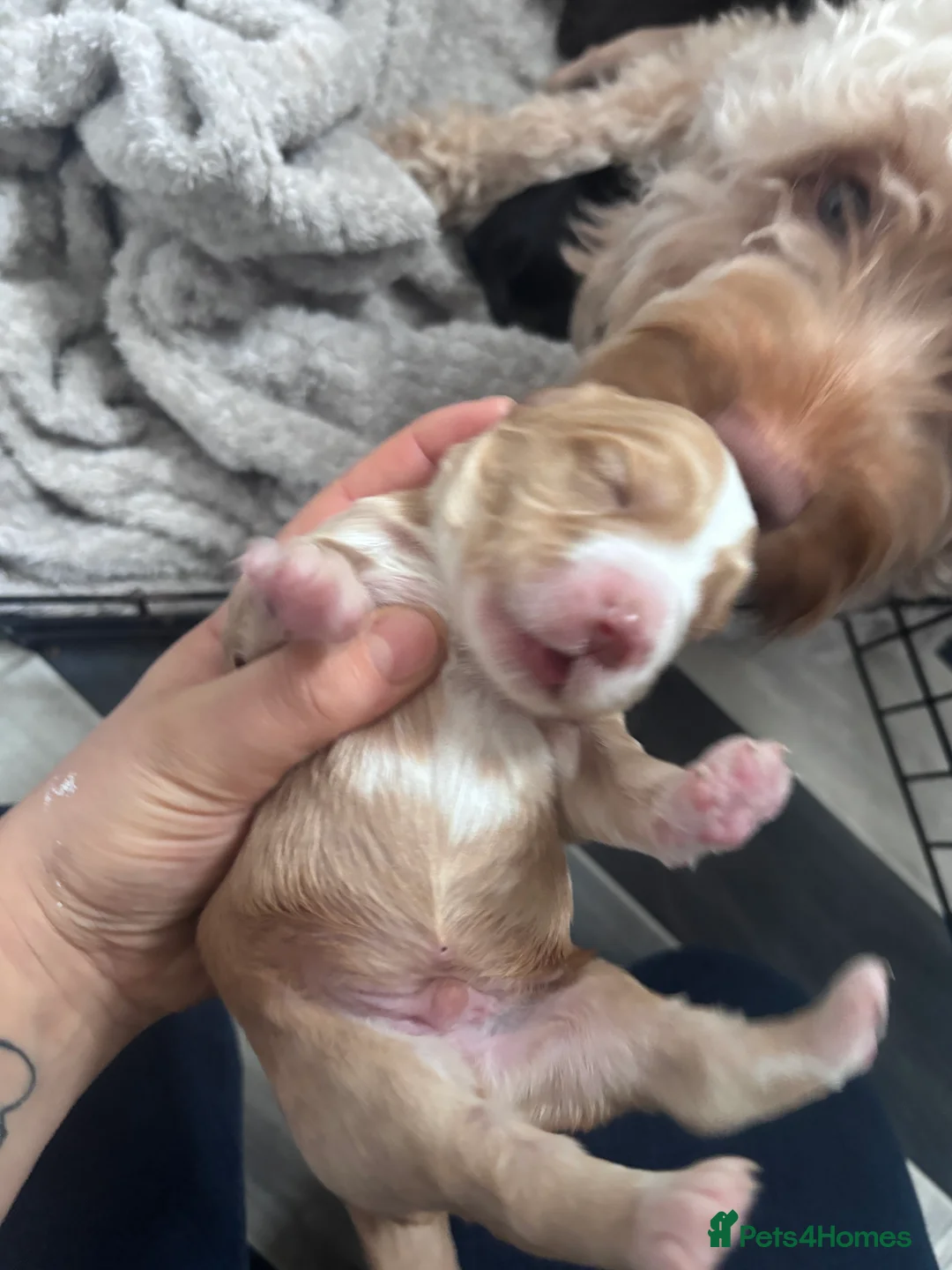 Cockapoo dogs for sale: Cockapoo Puppies - Advert 4