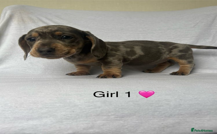 Miniature Dachshund dogs - Advert 3