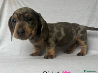 Miniature Dachshund dogs - Advert 7