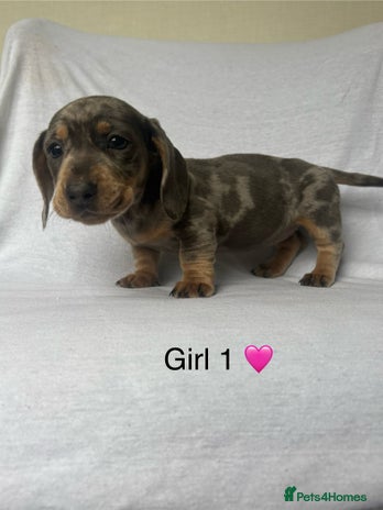 Miniature Dachshund dogs - Advert 11