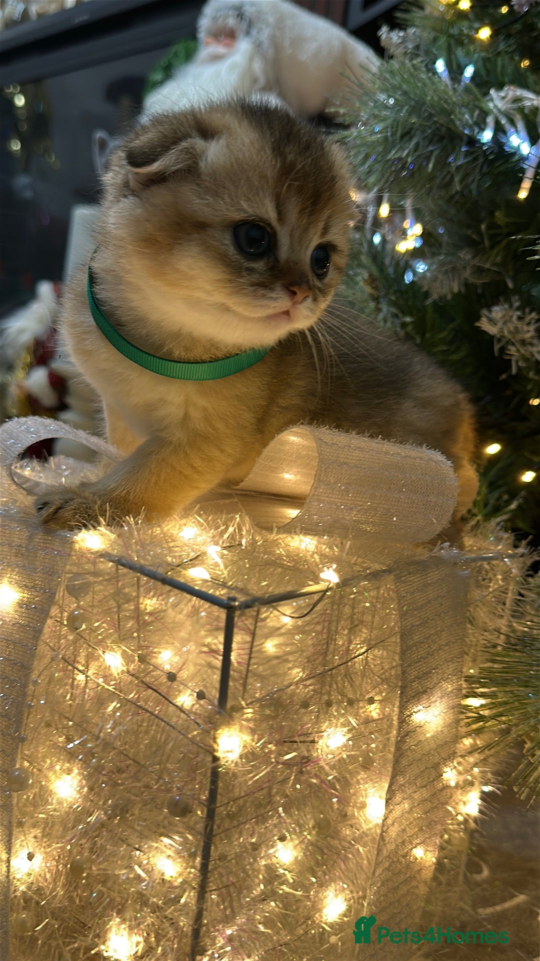 Scottish Fold cats for sale: Adorable Scottish Kittens – Raised with Love - Advert 4