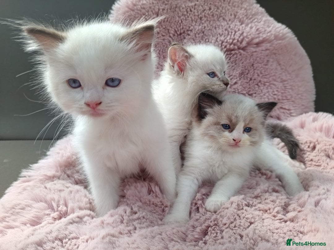 Ragdoll cats for sale: ***Ready Now Ragdoll Boys Ready For New Homes. - Image 18