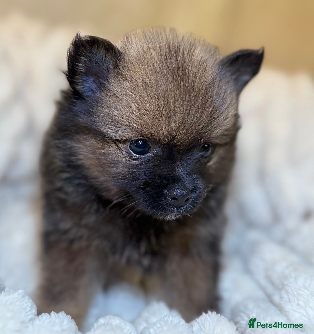 Pomeranian dogs for sale: 🐾 KC Registered Pomeranian Puppies 🐾 - Image 24