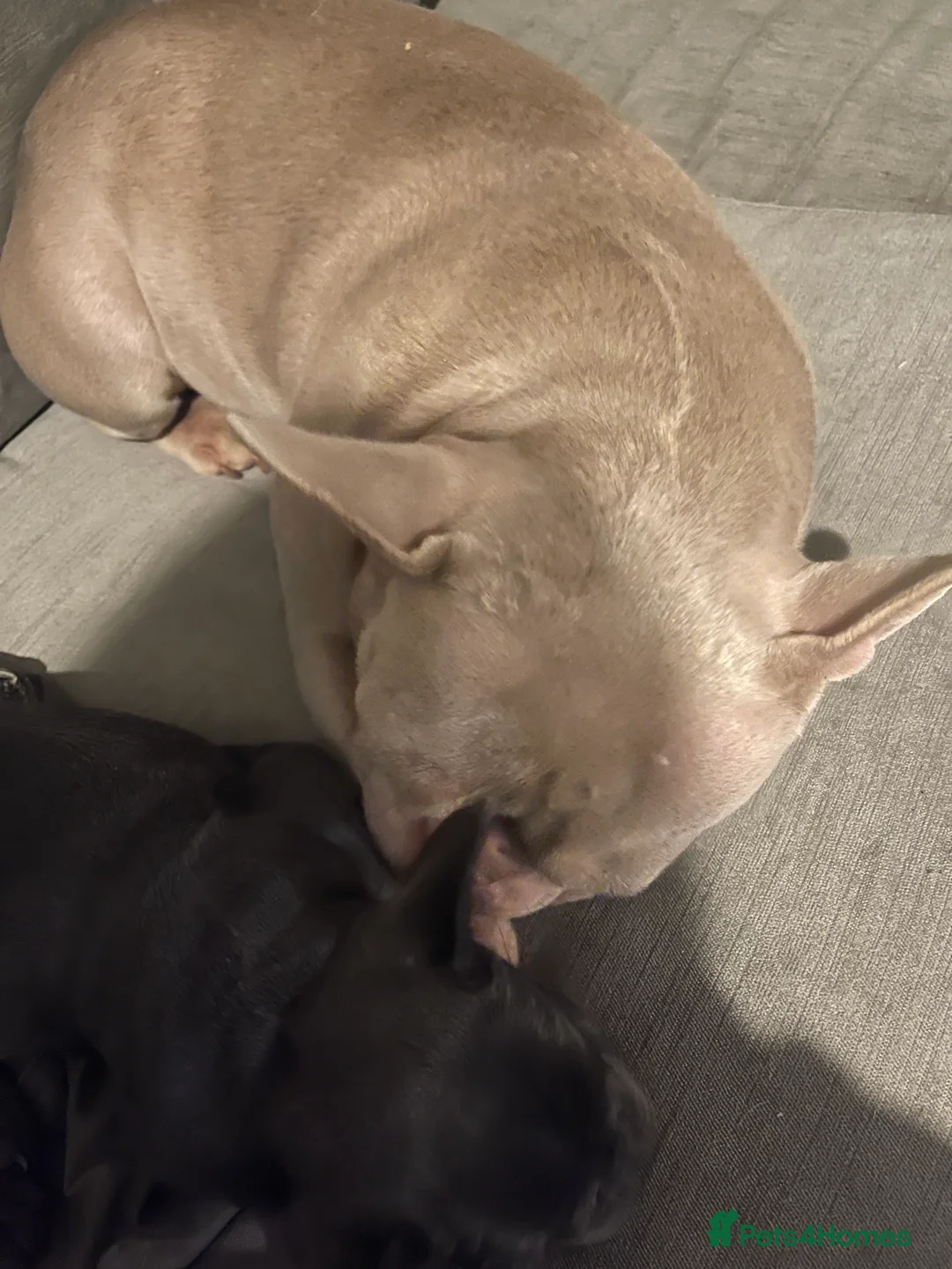 French Bulldog dogs for sale: Kc Registered French bulldog male last one in Leeds - Advert 2