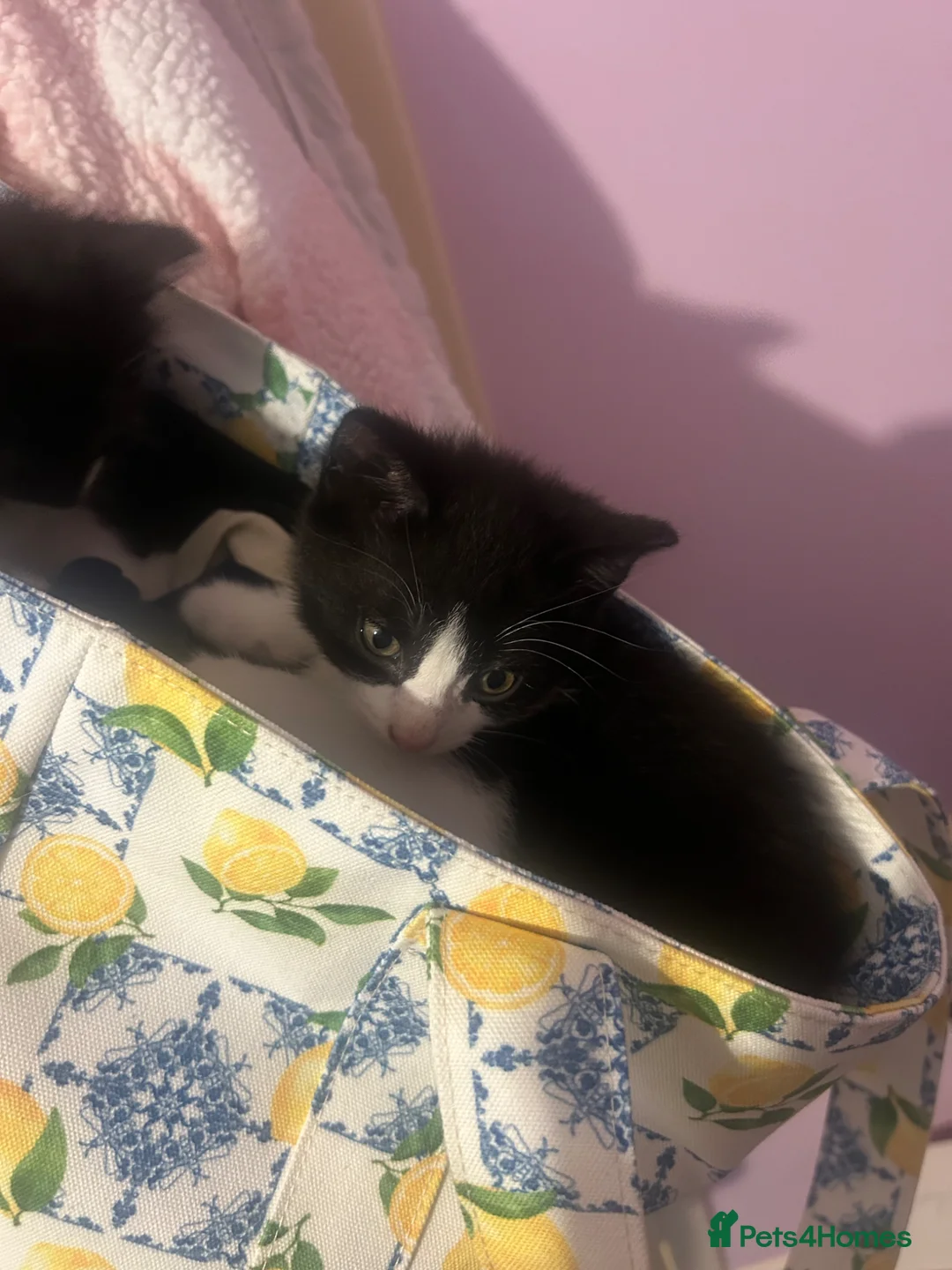 Mixed Breed cats for sale: 4 kittens ready for their forever home 🏠  in Glasgow - Advert 5