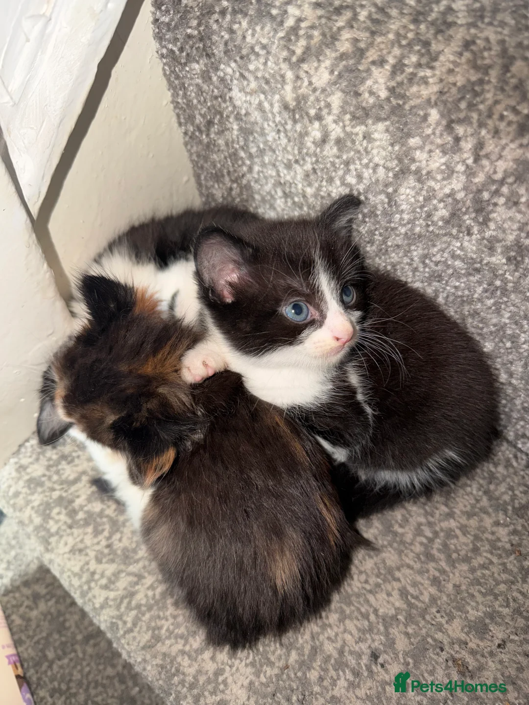 Mixed Breed cats for sale: Kittens - Advert 3