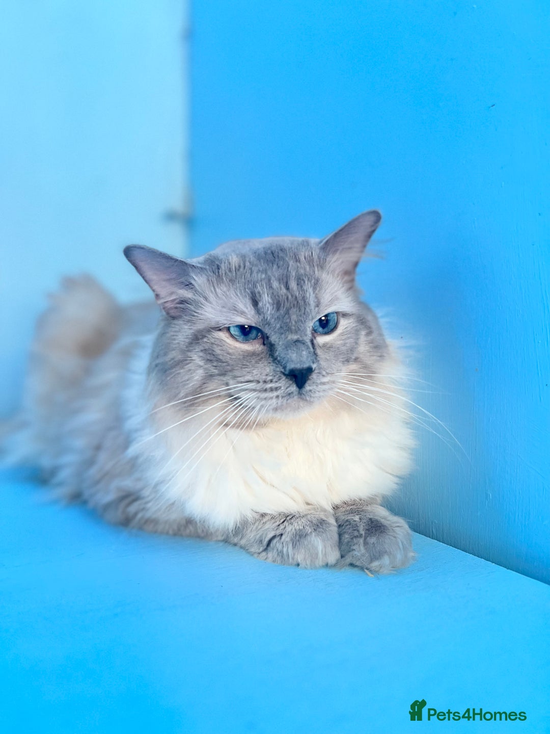 Ragdoll cats for stud: GCCF registered Ragdoll stud in Stoke-on-Trent - Advert 4