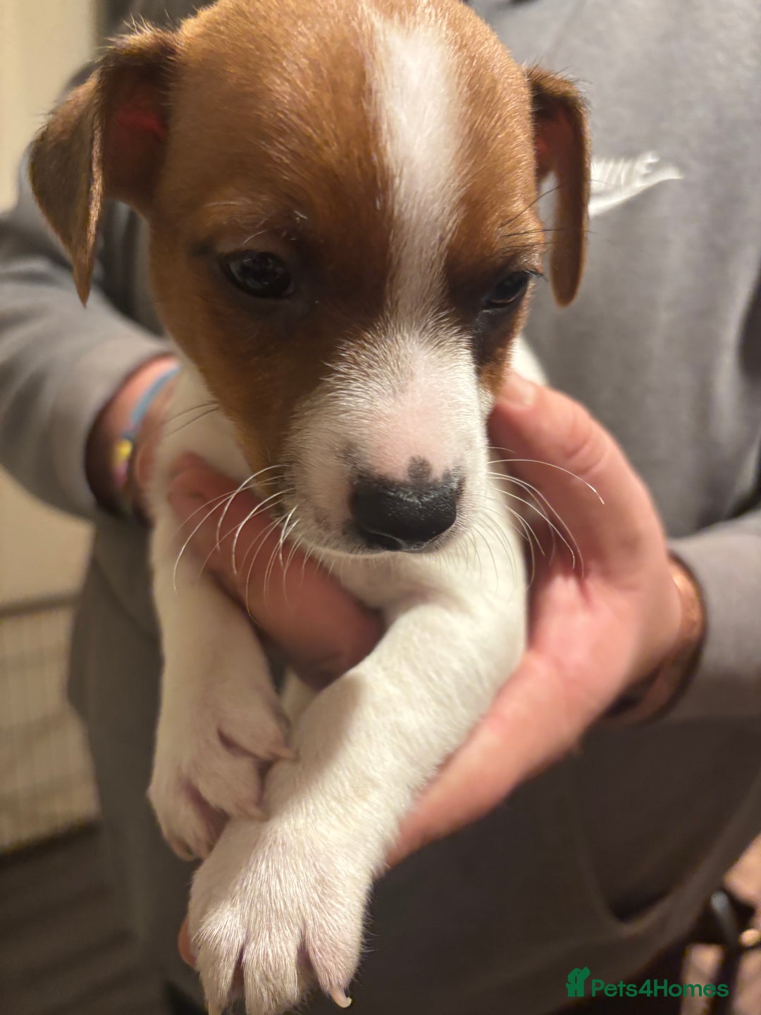 Jack Russell dogs for sale: Beautiful Jack Russell puppies  - Advert 3