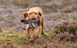 Hungarian Vizsla dogs for stud: Gamekeeper owned working wirehaired vizsla - Advert 1