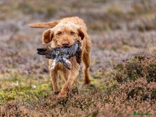 Hungarian Vizsla dogs for stud: Gamekeeper owned working wirehaired vizsla - Advert 1