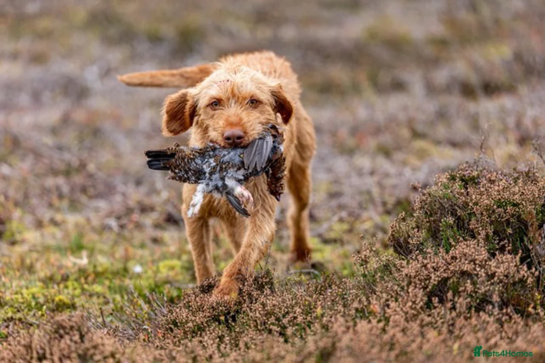 Hungarian Vizsla dogs for stud: Gamekeeper owned working wirehaired vizsla - Advert 1