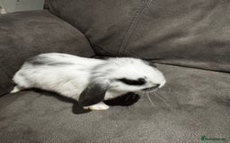 Mini Lop rabbits for sale: Gorgeous Mini Lops Available  - Advert 20