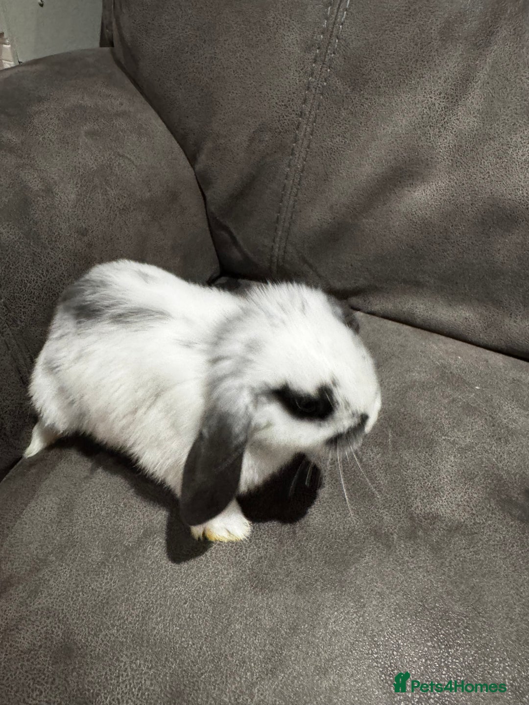 Mini Lop rabbits for sale: Gorgeous Mini Lops Available  - Advert 20