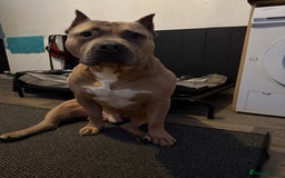 American Bully dogs for stud: American pocket muscle tone bully  - Advert 4