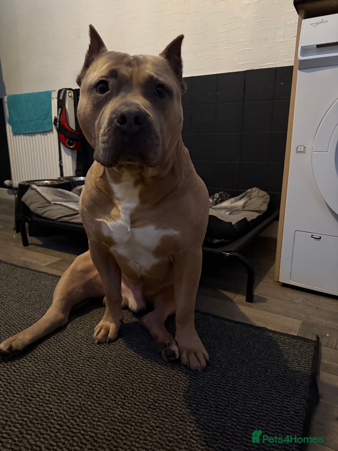 American Bully dogs for stud: American pocket muscle tone bully  - Advert 4