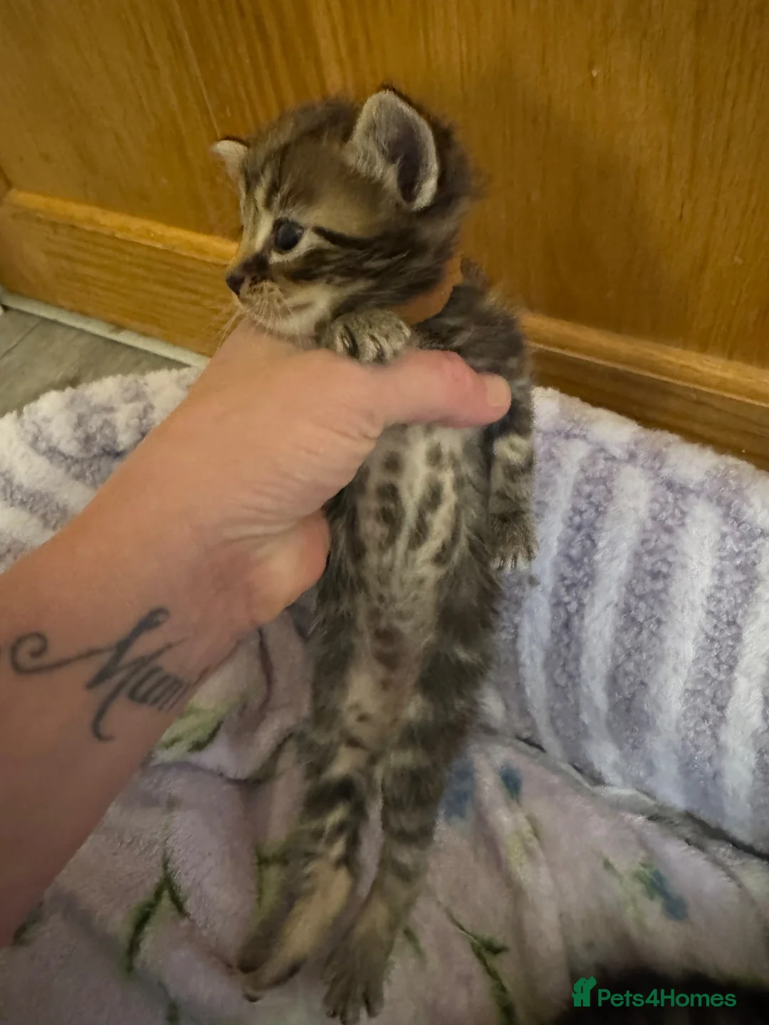Mixed Breed cats for sale: Beautiful Mainecoon x Bengal kittens  - Advert 2