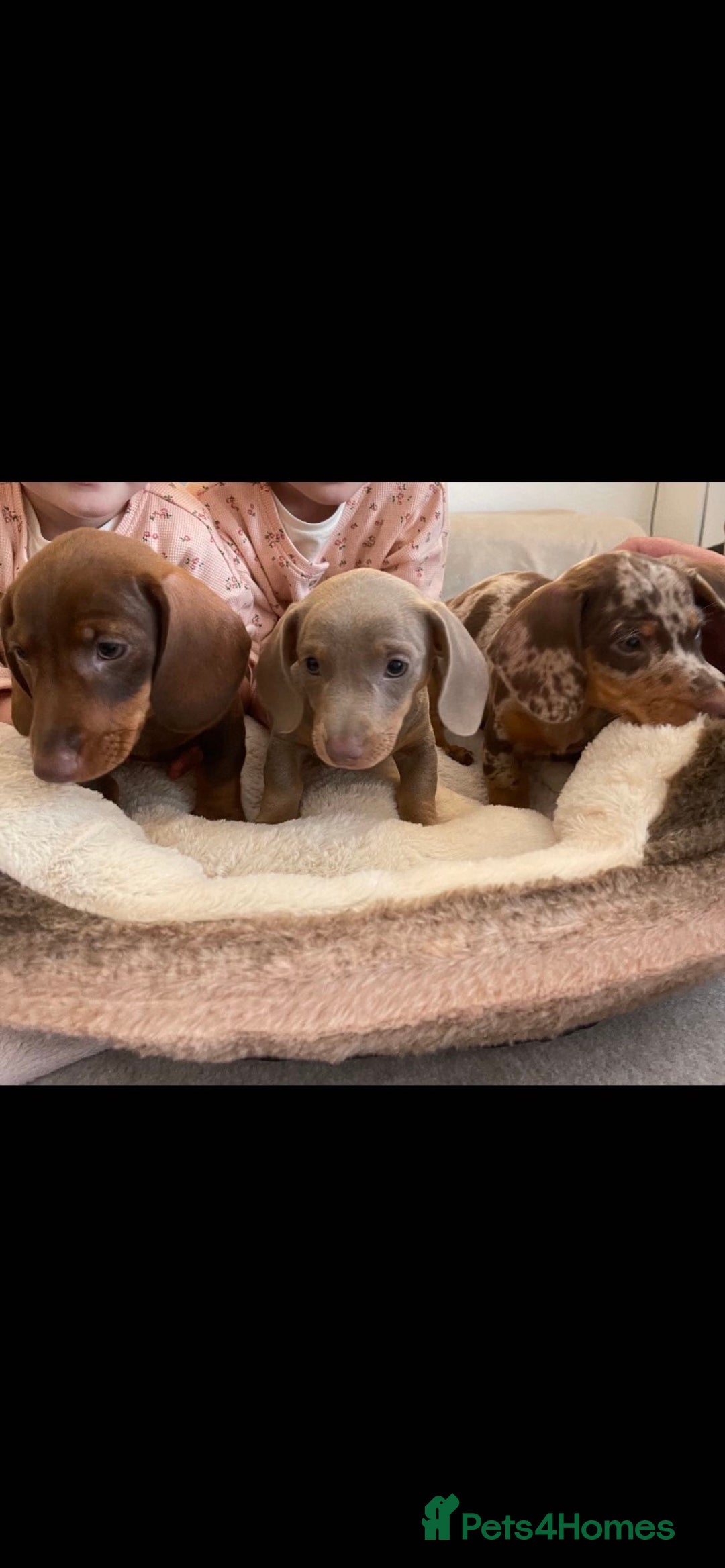 Miniature Dachshund dogs for sale: Miniature dachshund  - Image 2