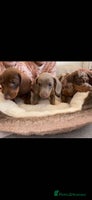 Miniature Dachshund dogs - Advert 16