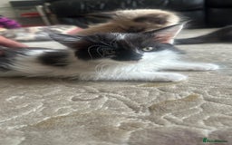 Ragdoll cats for sale: Beautiful ragdoll x British long hair kittens sale - Image 1