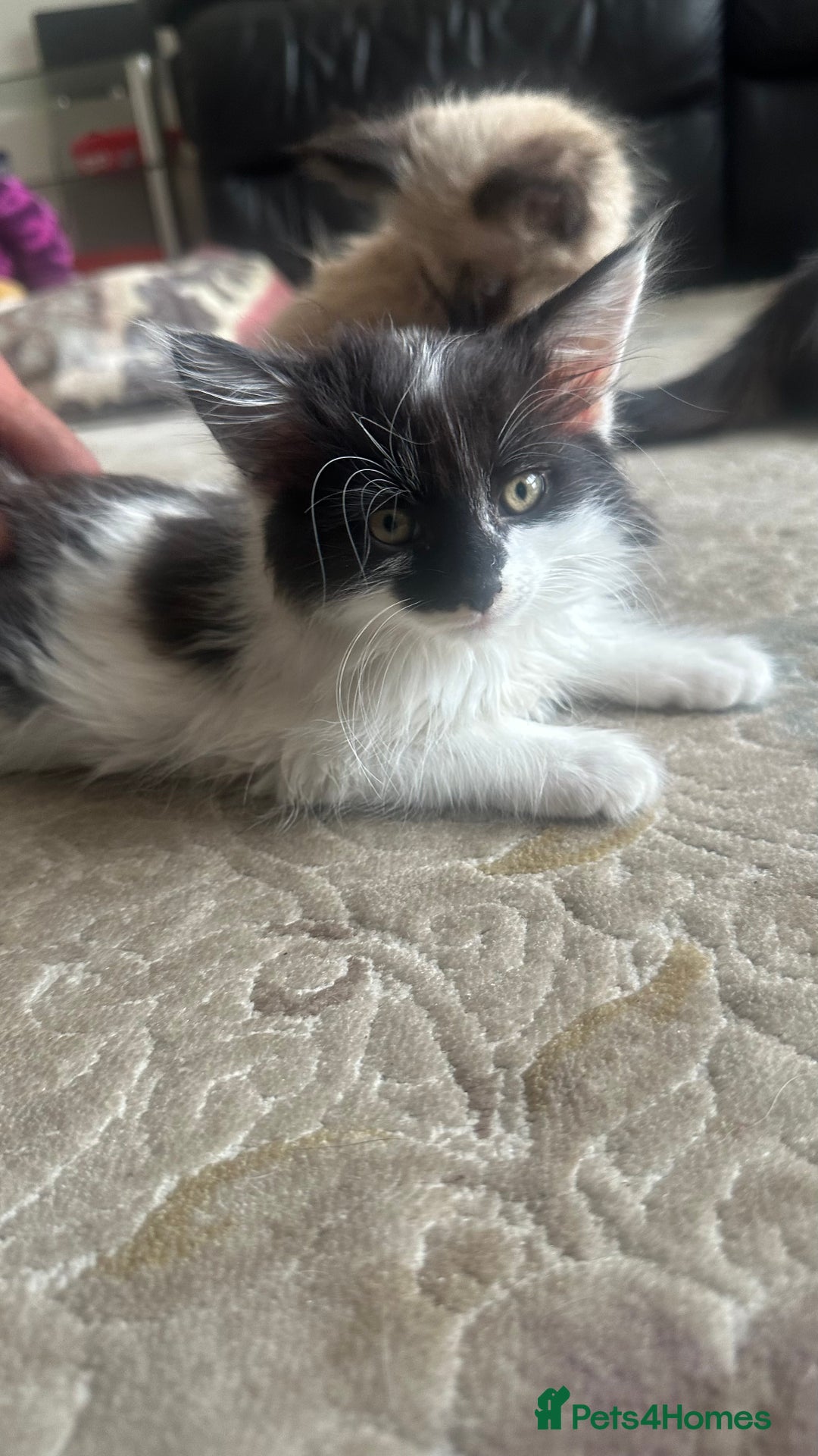 Ragdoll cats for sale: Beautiful ragdoll x British long hair kittens sale - Image 1