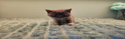 British Shorthair cats for sale: Blue British short hair X kittens  - Advert 10