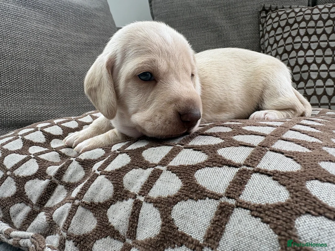 Miniature Dachshund dogs for sale: Stunning cream mini dachshunds  in Manchester - Advert 1