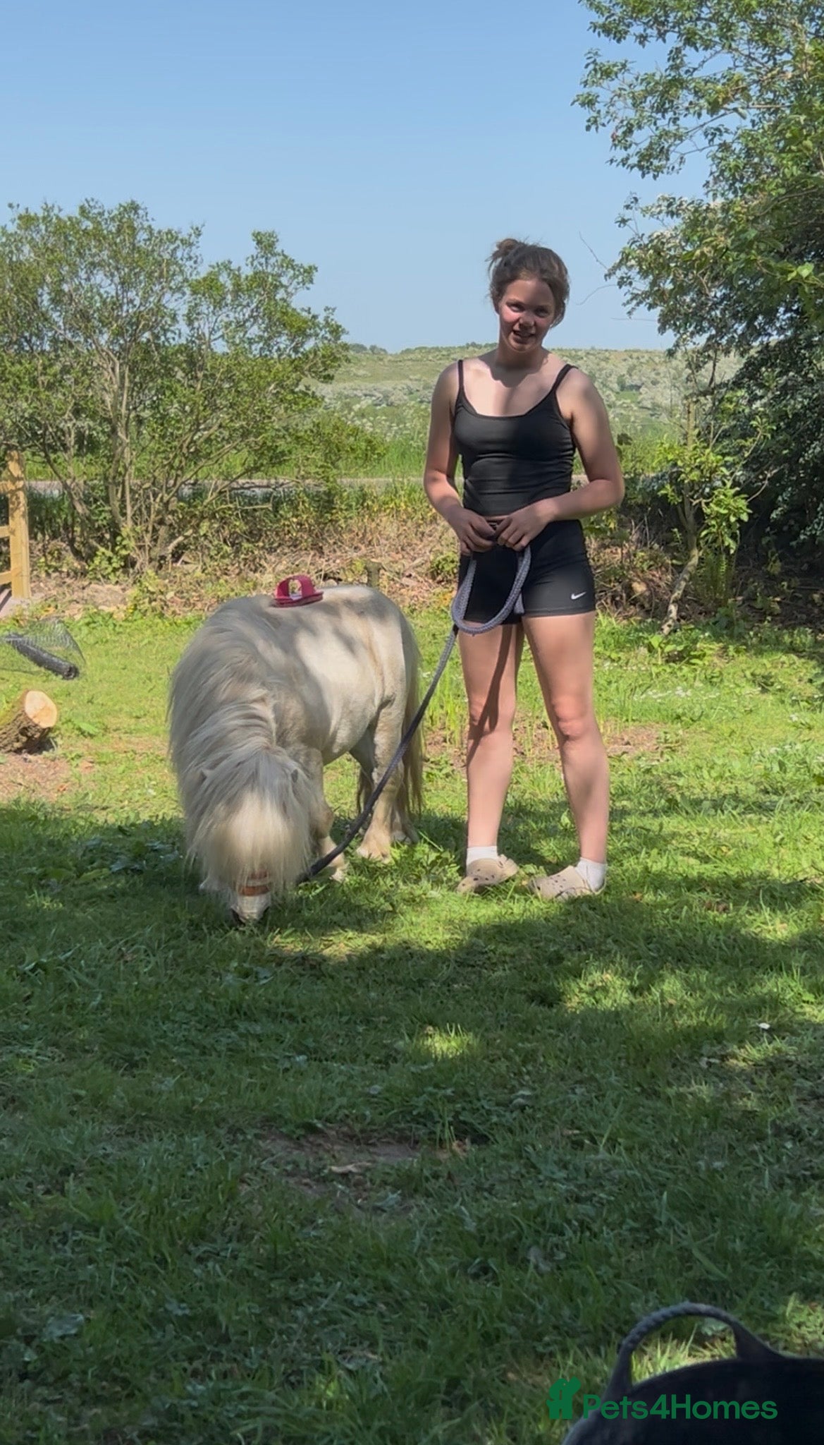 Miniature horses for sale: Miniature Shetland - Friendly & Full of Potential - Advert 3