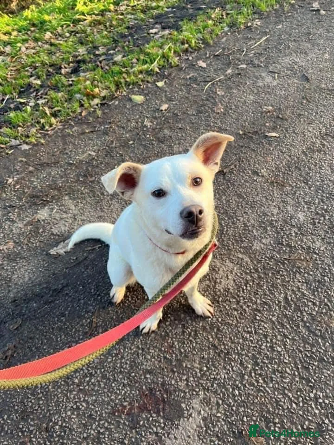 Mixed Breed dogs for adoption: Meet Bear, currently residing in Cheshire  - Advert 8