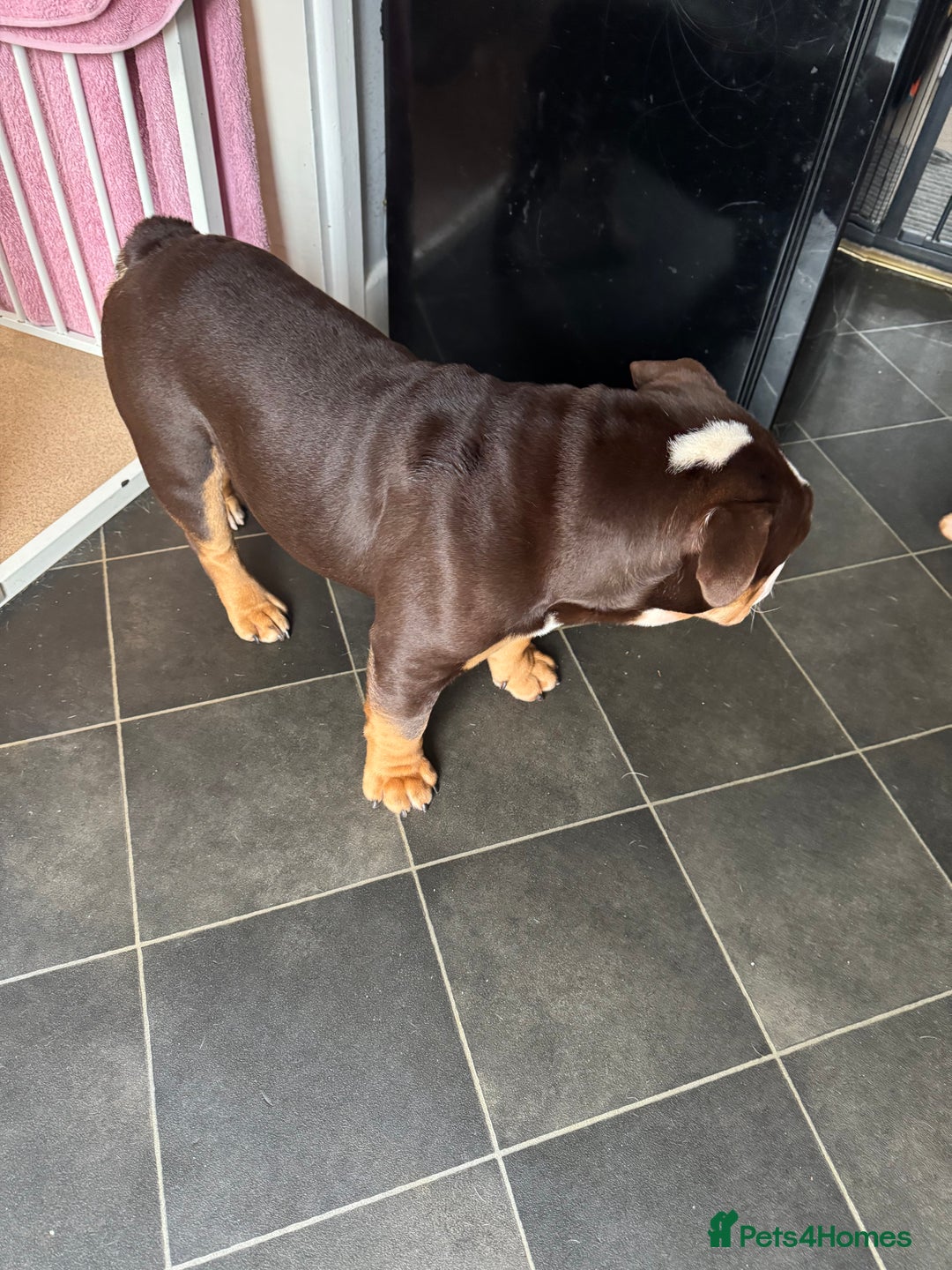 English Bulldog dogs for sale: Bruce, Chocolate male English Bulldog  - Image 2