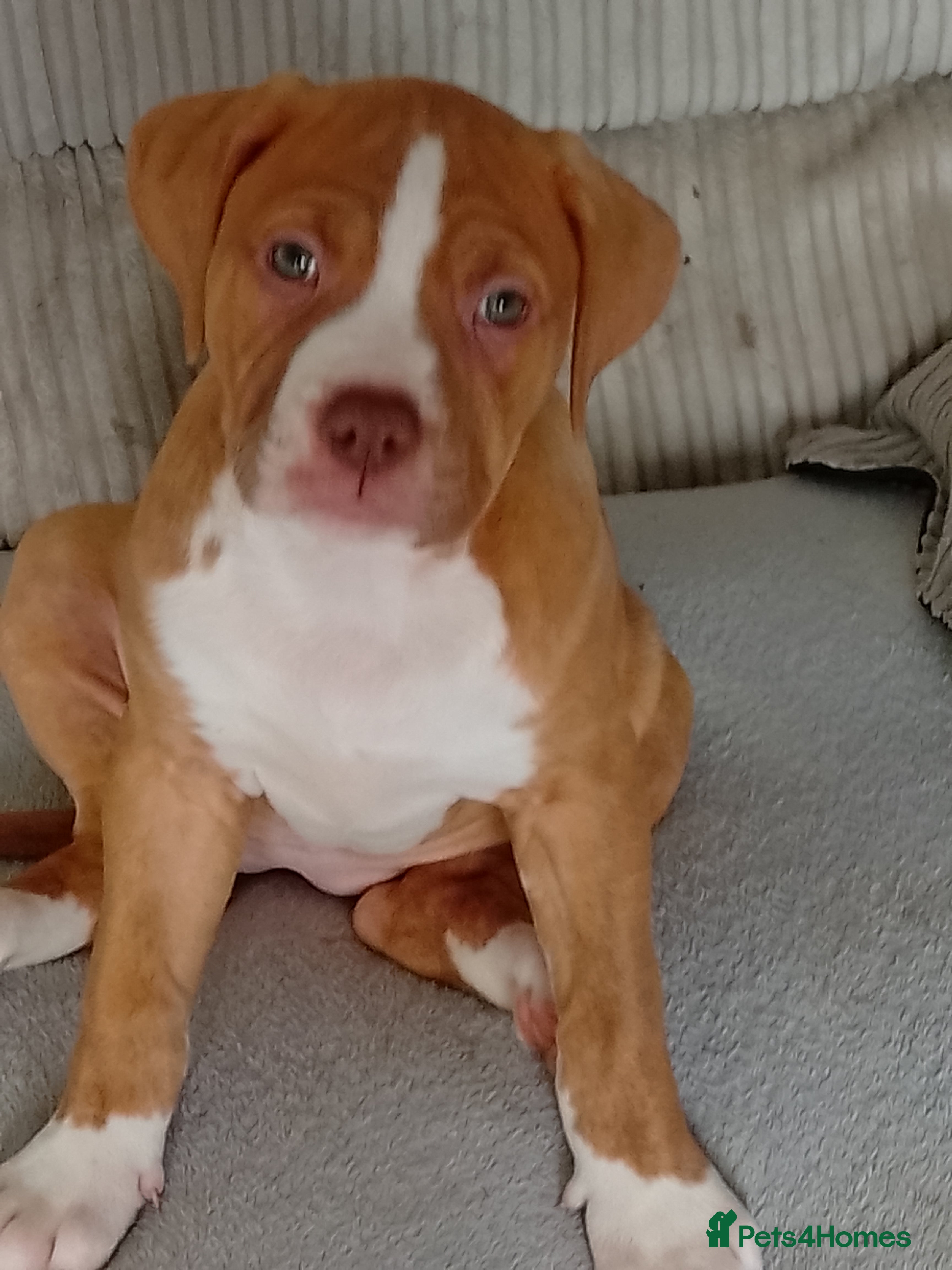 American Bulldog dogs 9 weeks old American bulldog - Advert 7