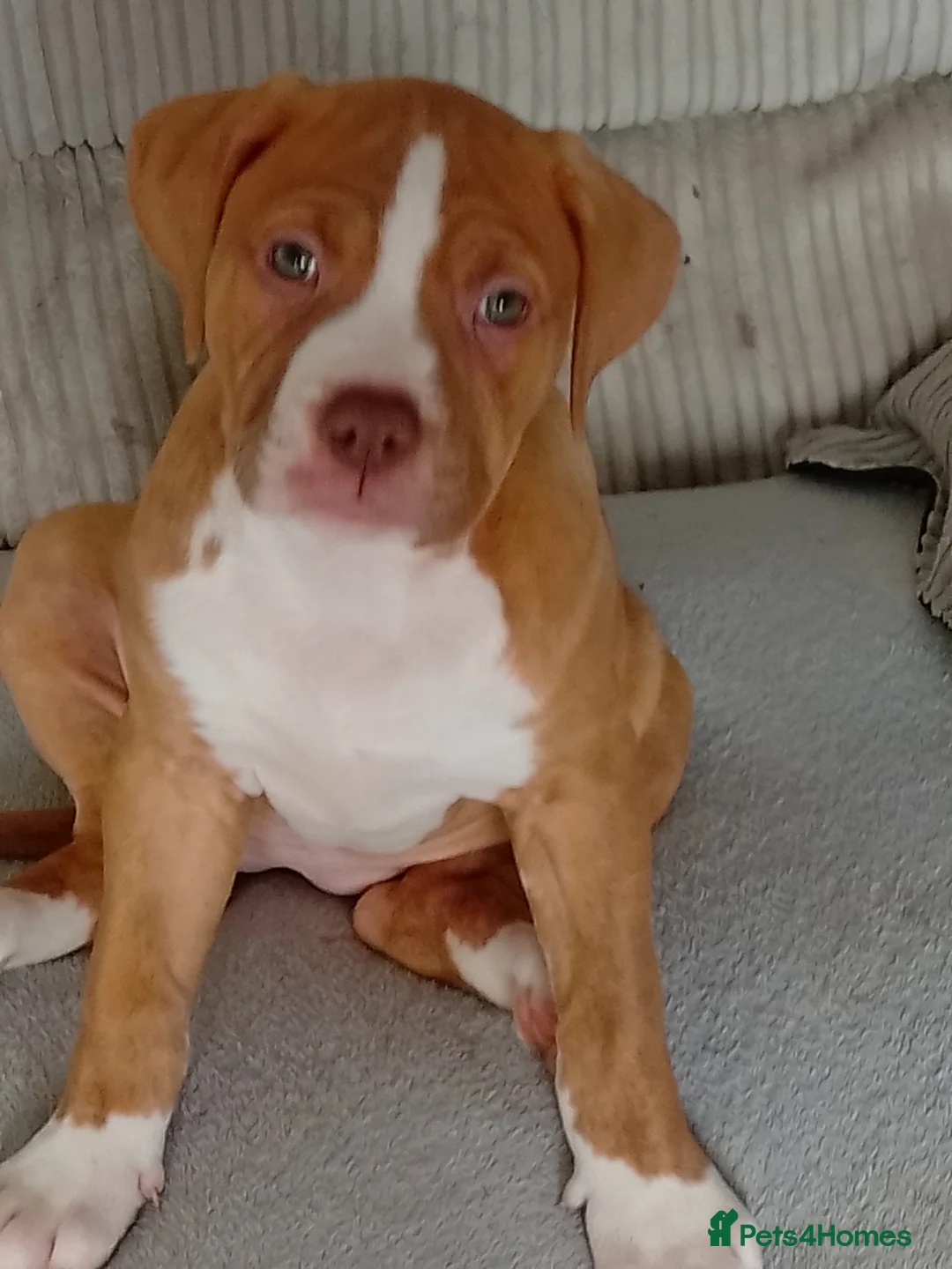 American Bulldog dogs for sale: 9 weeks old American bulldog - Advert 1