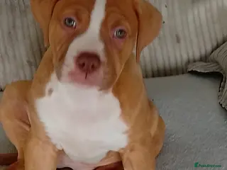 American Bulldog dogs 9 weeks old American bulldog - Advert 1