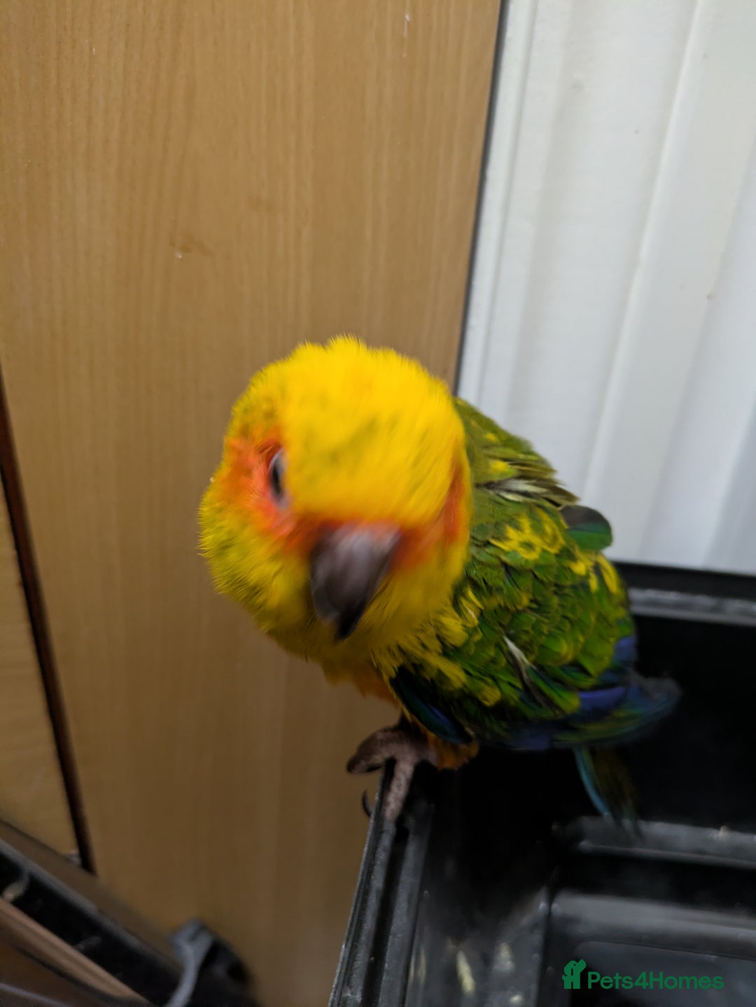 Conures birds for sale: Sun Conure super friendly baby - Advert 4