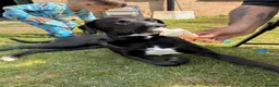 Mixed Breed dogs for sale: 9 month mLAB x Lurcher Pup. House trained, cat fri - Advert 5