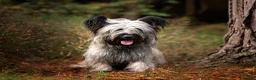 Skye Terrier dogs for sale: Exceptional Skye Terrier Puppies. Rare breed.  - Advert 12