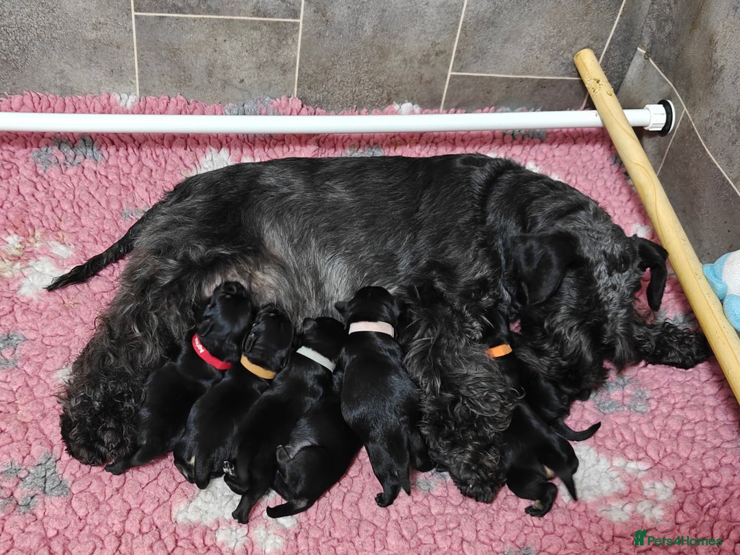 Miniature Schnauzer dogs for sale: Beautiful KC Miniature Schnauzer Puppies  - Image 6