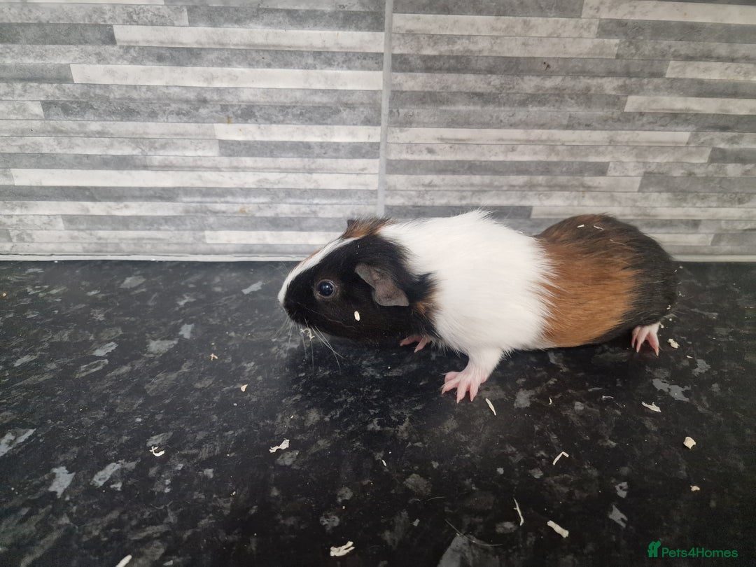 Guinea Pig rodents for sale: Female baby guinea pigs ready now - Image 4