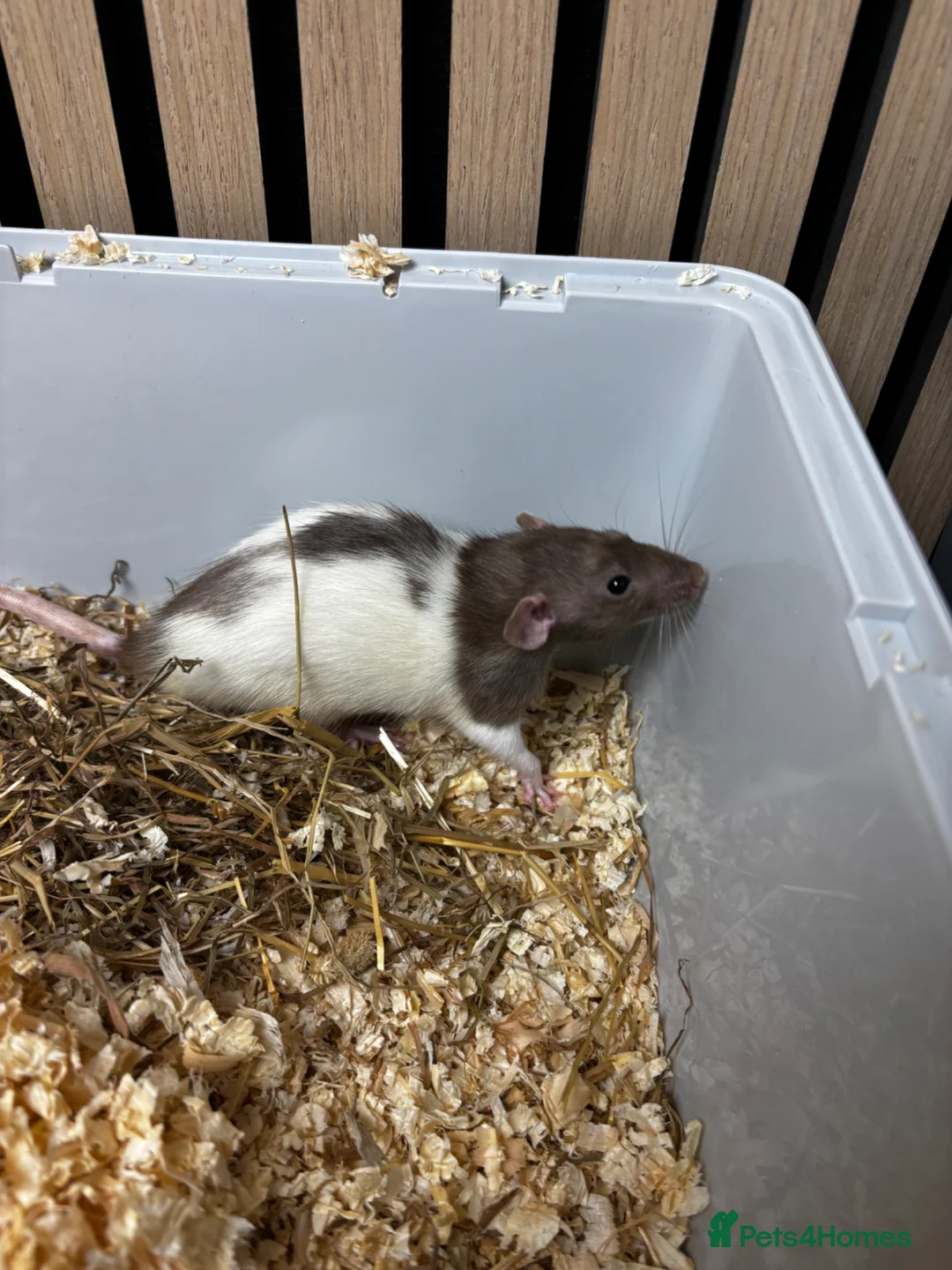 Rat rodents for sale: Dumbo rats  - Advert 1