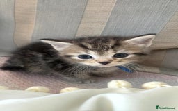 Mixed Breed cats for sale: Mixed Himalayan - Image 3
