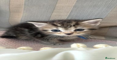 Mixed Breed cats - Advert 6