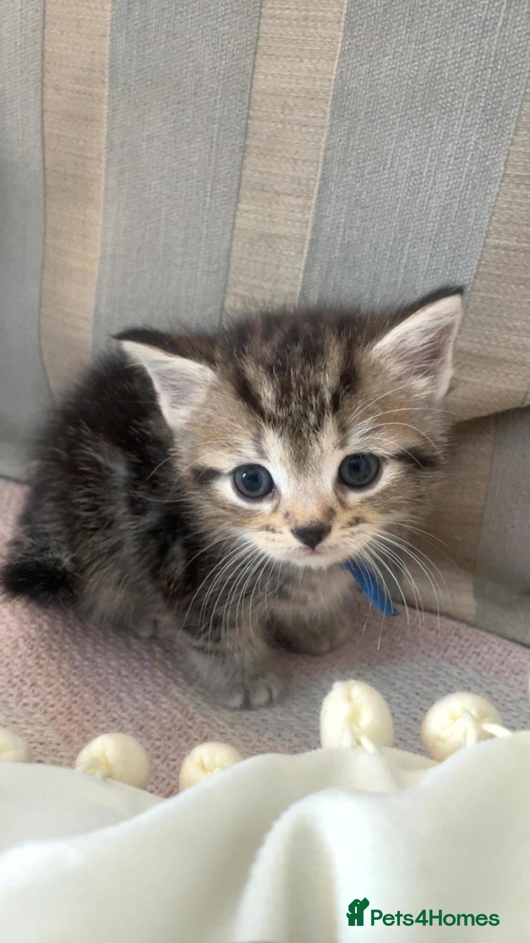 Mixed Breed cats for sale: Mixed Himalayan - Image 3